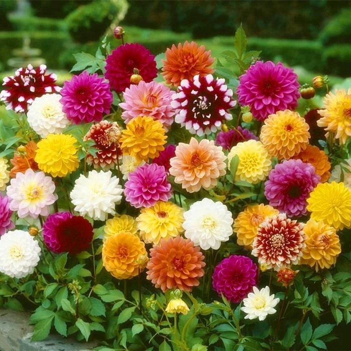 花种子室内外庭院各种各样的四季播种阳台草花籽盆栽太阳花满天星