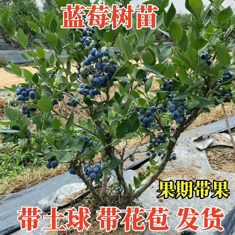 特大蓝莓树果苗盆栽地栽带果发货南北方种植奥尼尔蓝莓苗当年结果