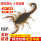 十足全蝎子活体全虫煲汤入药油炸泡酒食用冷冻沂蒙山同款东亚蚶蝎