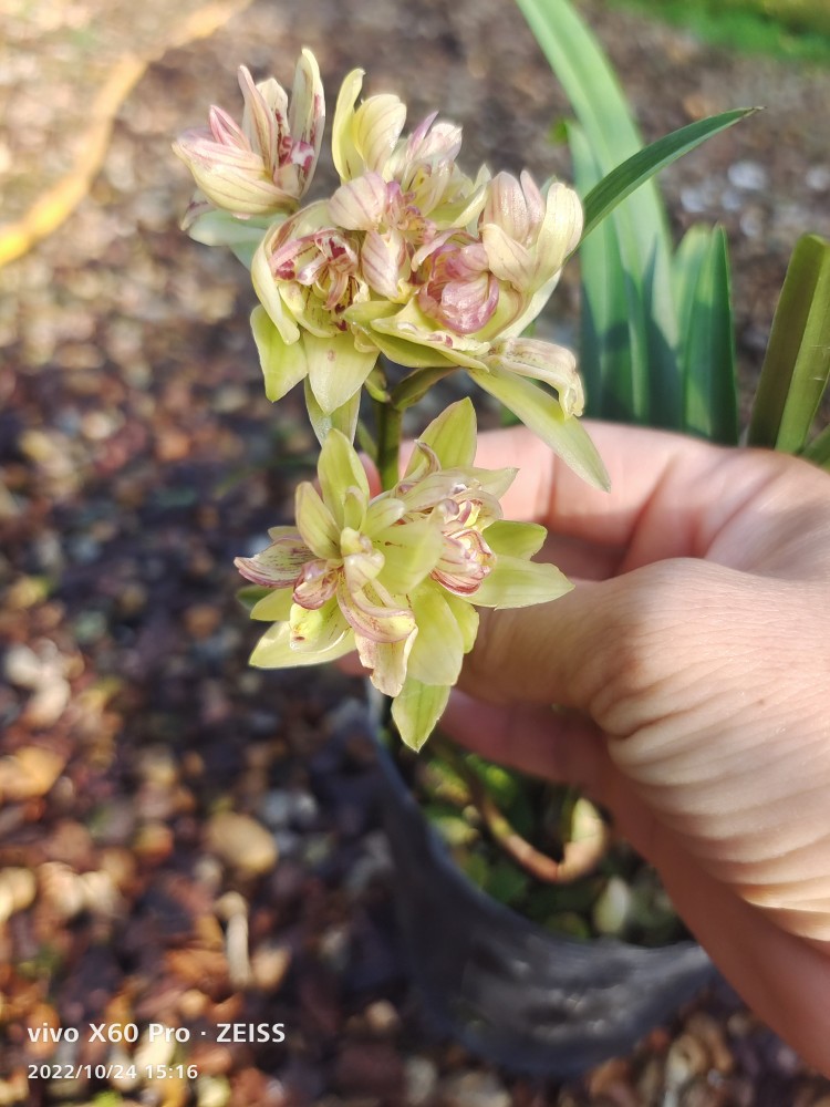 建兰富山奇蝶带花苞多苗按盆算牡丹瓣浓香花卉绿植鲜花