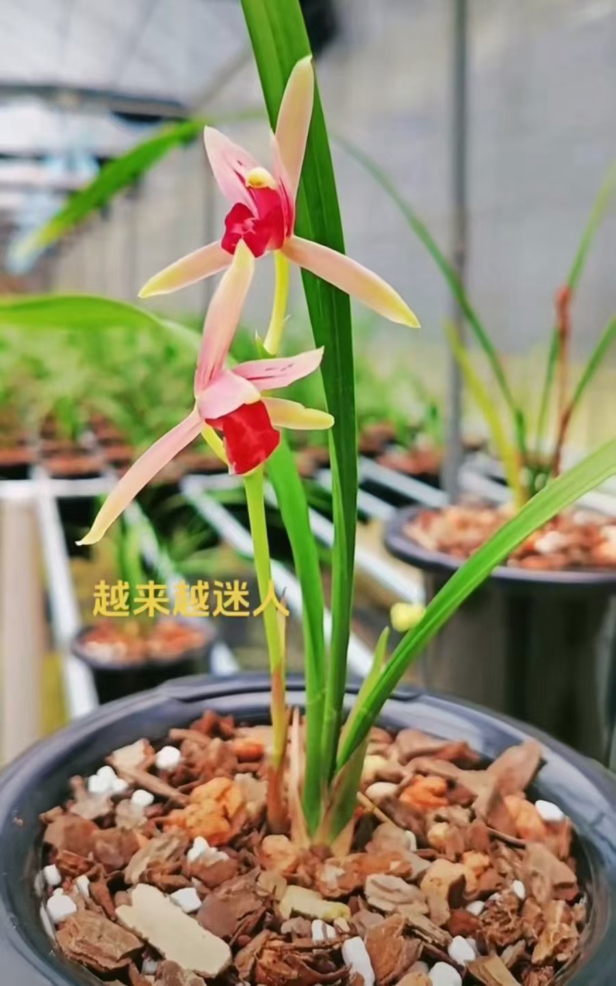 建兰贵妃醉酒兰花苗带芽带花苞国兰色花绿植花卉