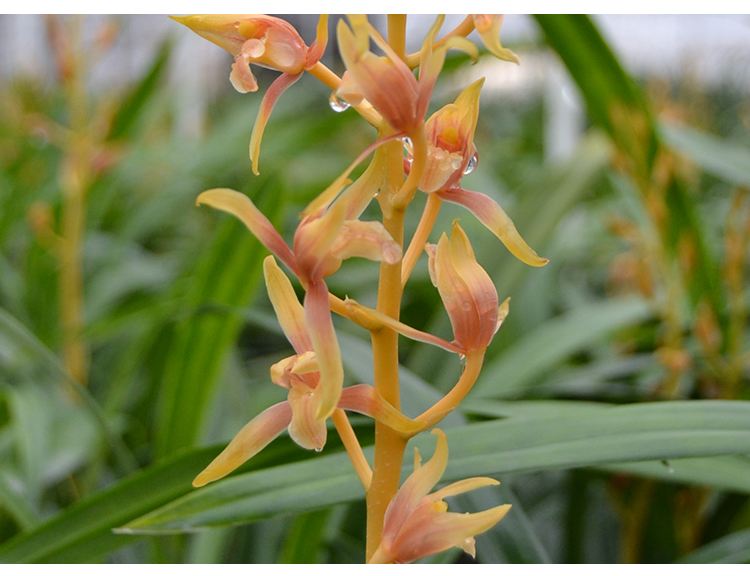 墨兰中国牛兰花年宵花带花苞浓香型橘红色花花卉绿植室内盆栽