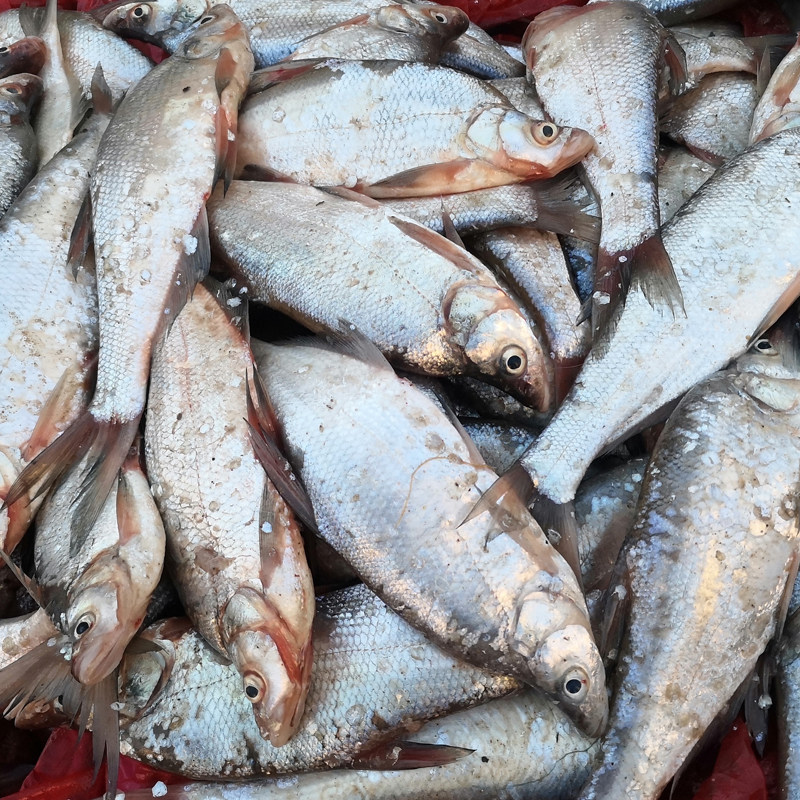 黑龙江兴凯湖特产密山开湖鱼麻鲢小白鱼马连淡水新鲜水产翘嘴食用