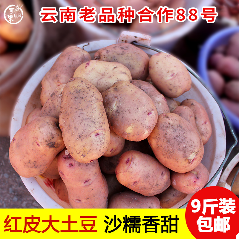 云南红皮黄心大土豆老品种合作88马铃薯洋芋商用餐馆9斤直销现挖