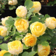 维特园艺 微月 金丝雀 月季花苗 黄色大花香味适合阳台盆栽玫瑰