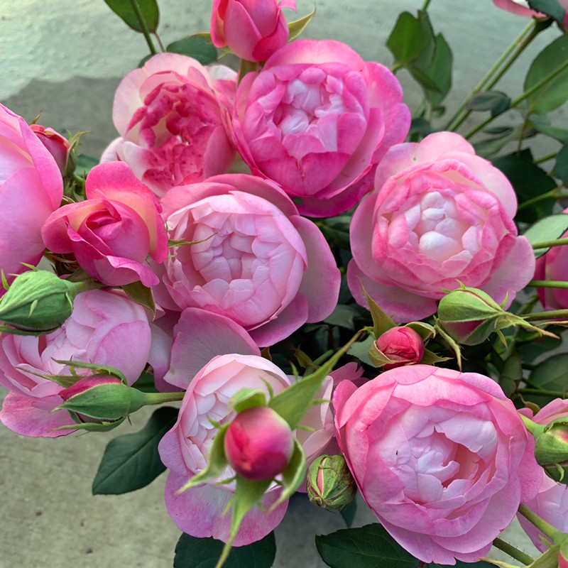 日本月季 草莓杏仁饼 (rosa chinensis jacq)灌木多头品种勤花