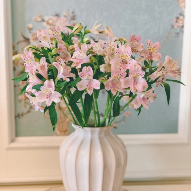 8拾花记 水仙百合 六出花鲜切花真花秘鲁百合云南鲜花基地直发瓶插已