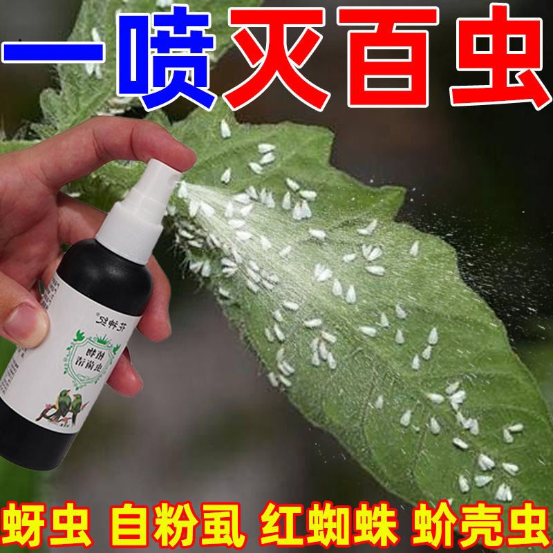 百虫清蔬菜专用农药花卉绿植杀虫剂叶