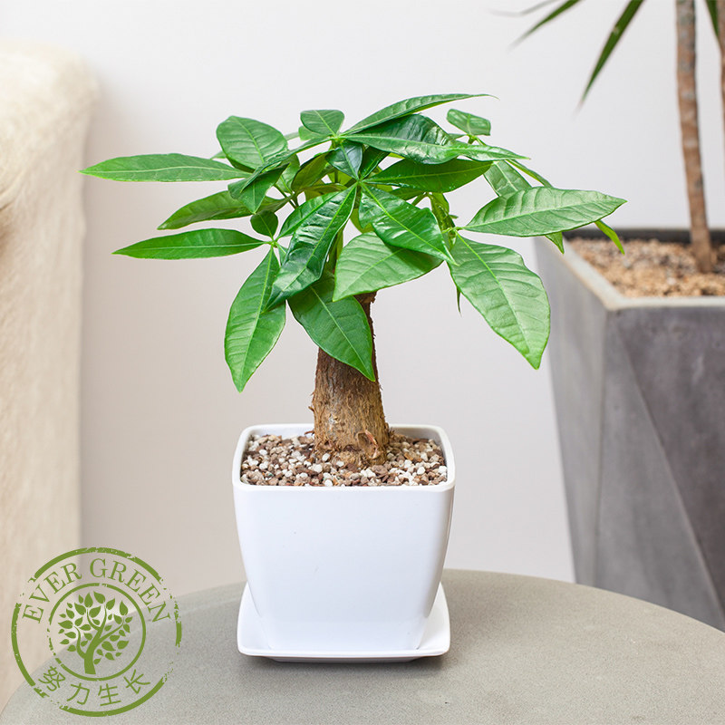 单颗小发财树除甲醛盆栽客厅绿植室内盆栽植物办公室内花草花卉