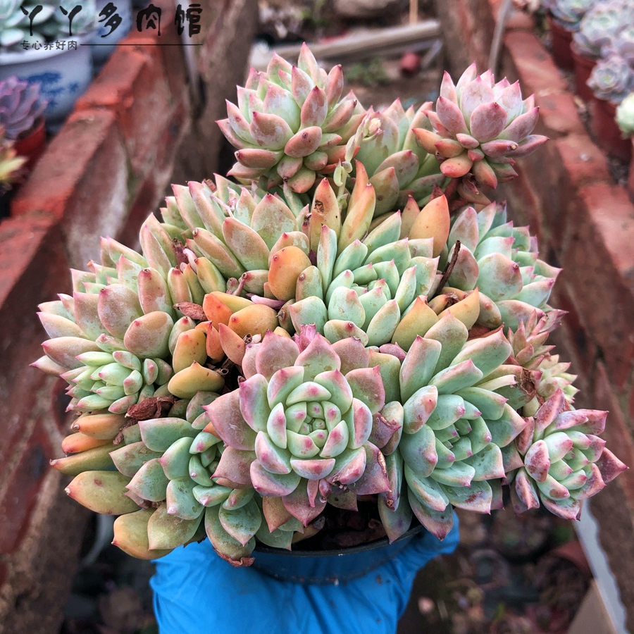 霜花多肉植物多头群生老桩精品小贵货包邮室内绿植