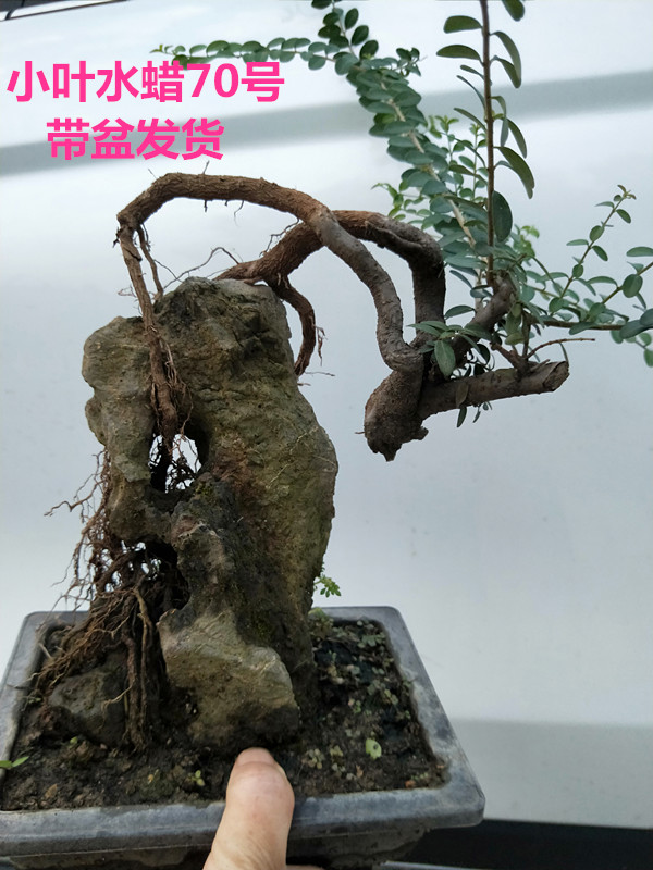 热销水蜡盆景_水蜡盆景中高档盆景四季常青盆景绿植老桩怪桩熟桩水蜡
