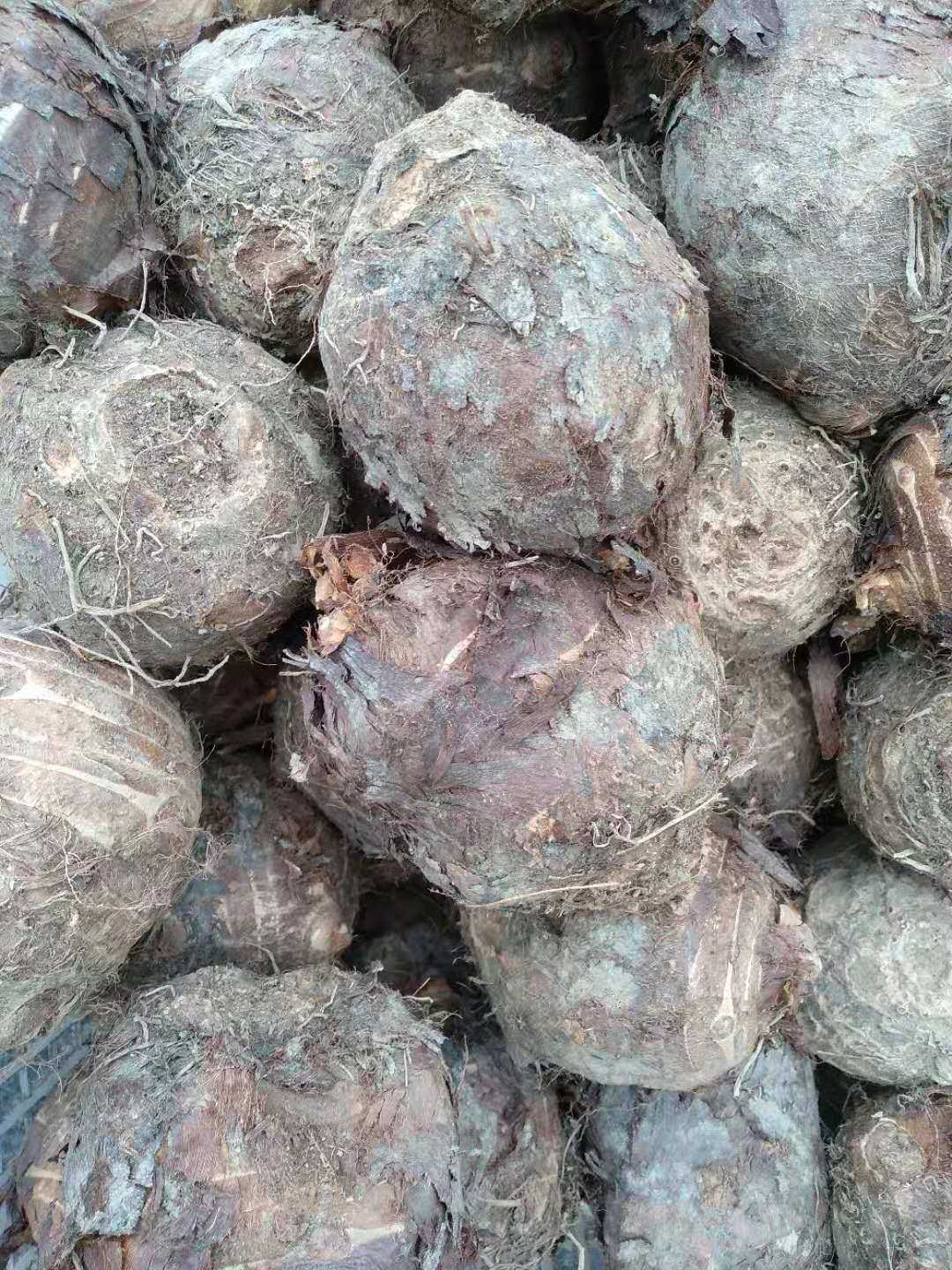 江西赣南芋头新鲜现挖小毛软糯香滑农产品芋艿芋头