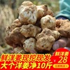 2021新鮮洋姜【精選大個10斤】農家蔬菜脆嫩泡菜甜嫩姜菊芋鬼子姜 2021新鮮洋姜【精選大個10斤】農家蔬菜脆嫩泡菜甜嫩姜菊芋鬼子姜