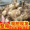 新鮮洋姜現挖鬼子姜菊芋頭農家野蔬菜現挖甜姜不辣泡醬菜産地直銷 新鮮洋姜現挖鬼子姜菊芋頭農家野蔬菜現挖甜姜不辣泡醬菜産地直銷