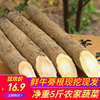新鮮牛蒡根5斤生牛蒡牛旁蔬菜農産品炒菜煲湯炖排骨現拔現發包郵 新鮮牛蒡根5斤生牛蒡牛旁蔬菜農産品炒菜煲湯炖排骨現拔現發包郵