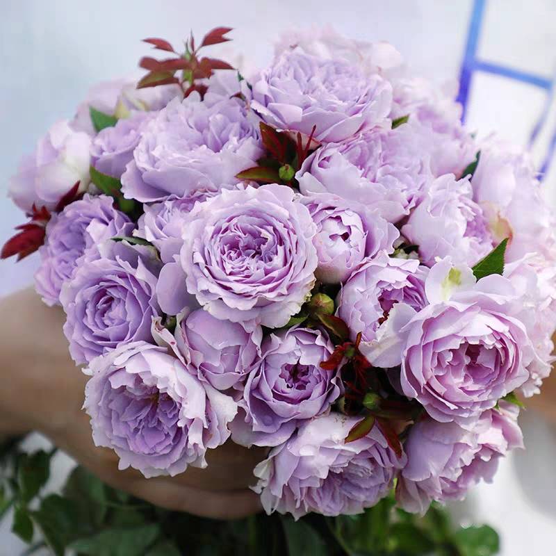 盆栽月季茹钰花坊空蒙扦插方盆月季花花苗鲜花花卉