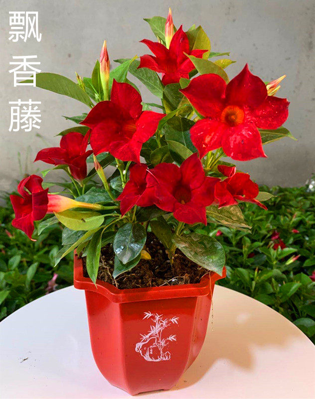 飘香藤花 盆栽 四季开花室内庭院爬藤花卉万里飘香藤阳台绿植花苗