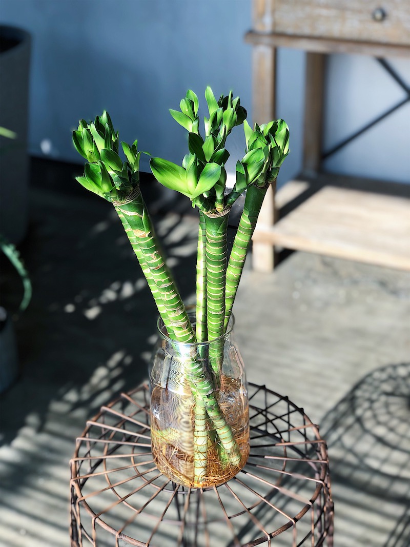 定制27植研所龙竹罗汉竹观音竹耐养富贵竹水培带根植物室内旺宅绿