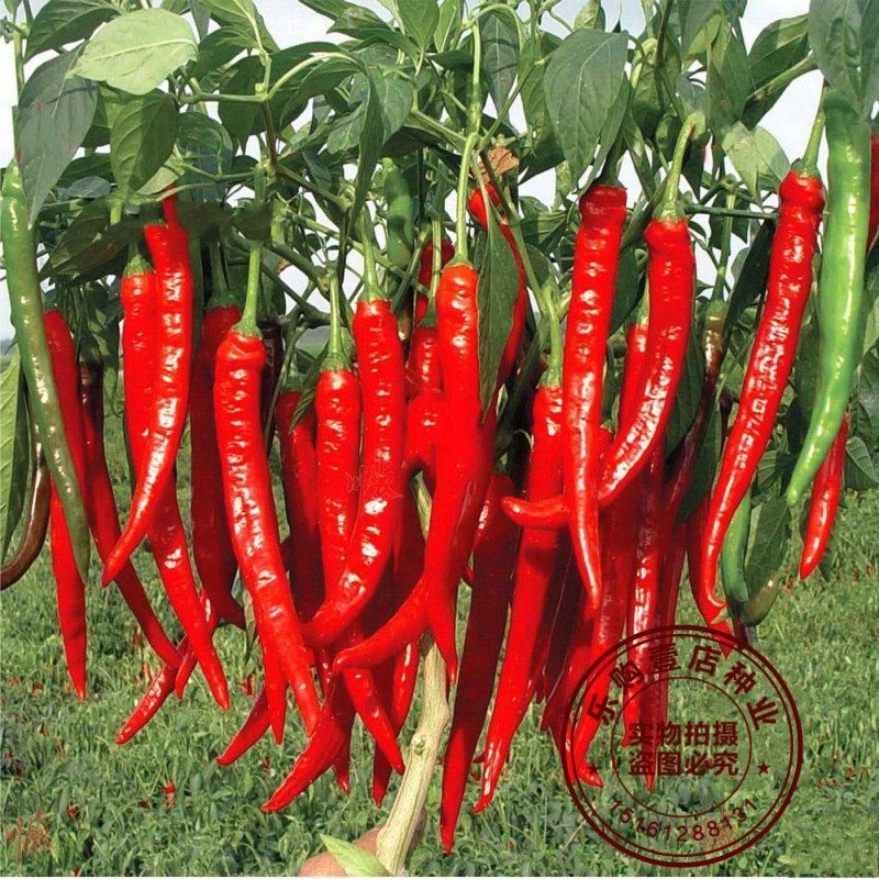 种子辣椒七寸红辣椒种籽线椒干椒朝天椒杭蔬菜家庭园艺种子