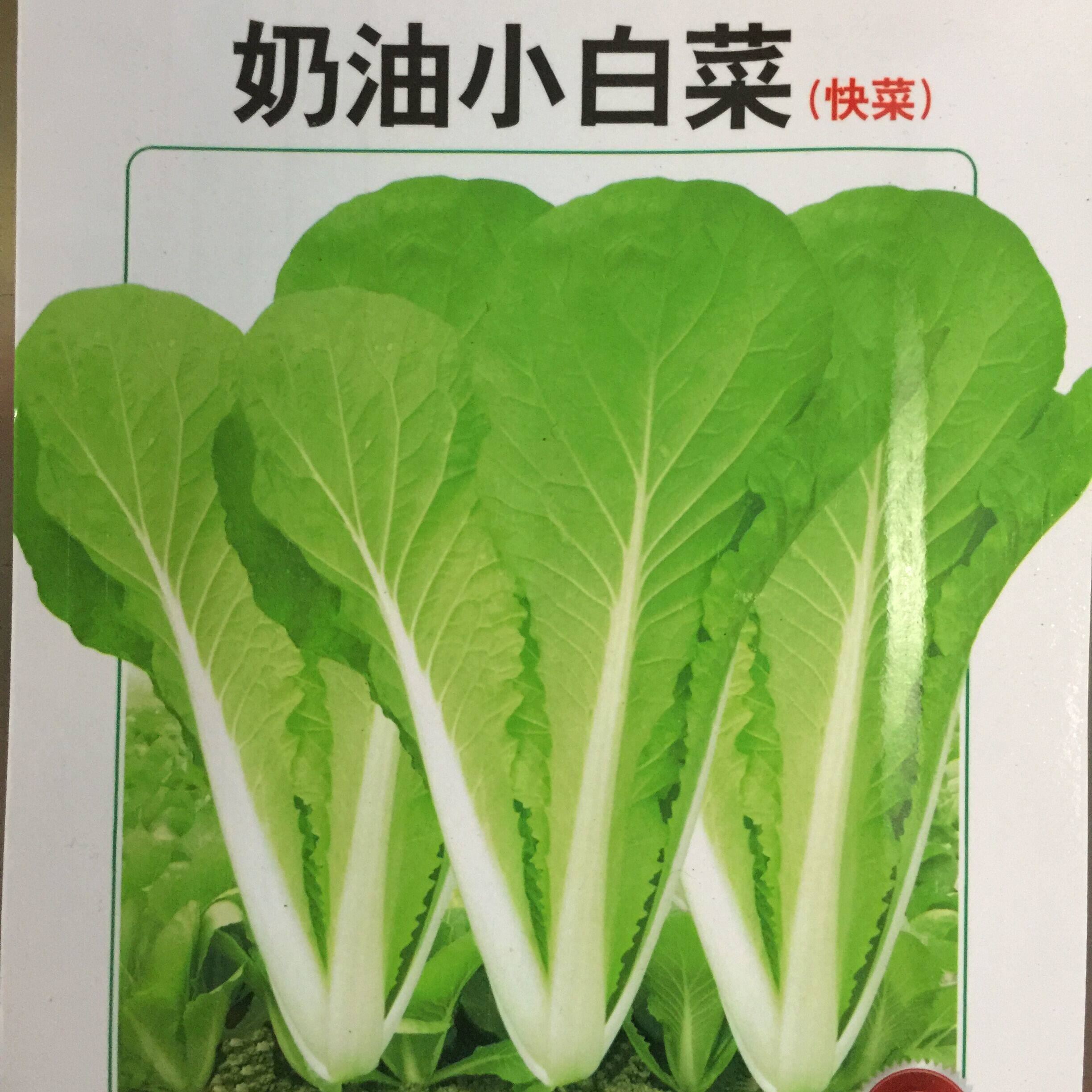 早熟奶油小白菜种子阳台庭院盆栽种植菜四季播易种蔬菜种子种子