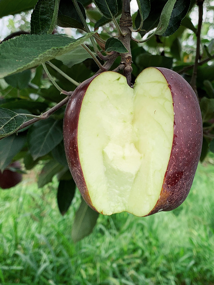 黑苹果5斤昭通黑卡黑钻紫色嘎啦脆甜不常见的新鲜水果当季整箱10