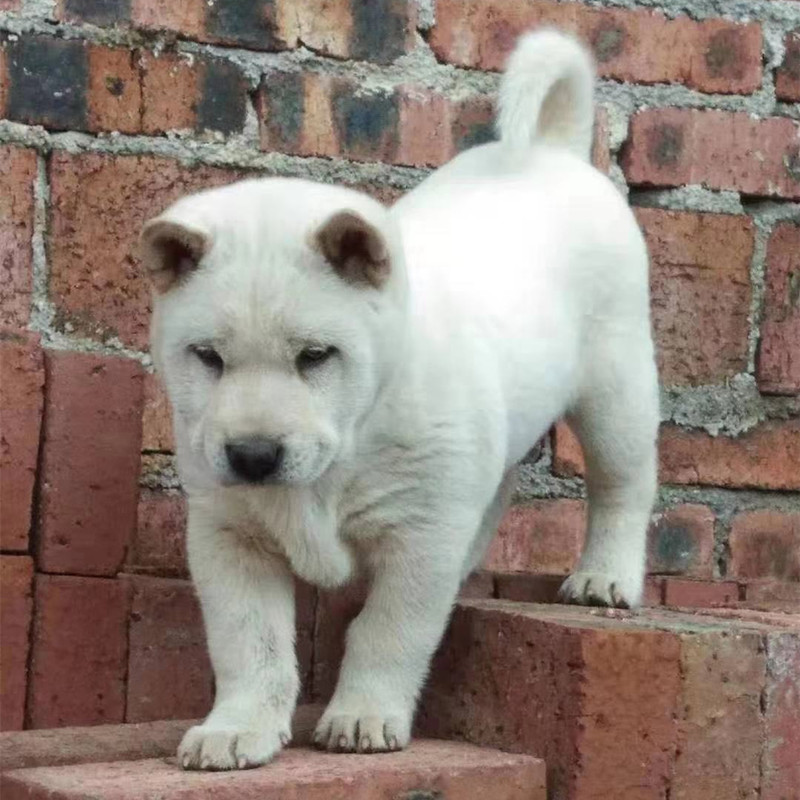 中华田园犬 纯种_纯种白色广西土猎宠物犬大骨骼胆量大中华田园犬看家