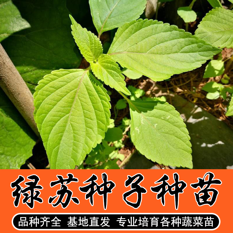 绿苏子苗种籽绿苏种子苗绿苏叶种籽草本中药材中草药野菜特色蔬菜