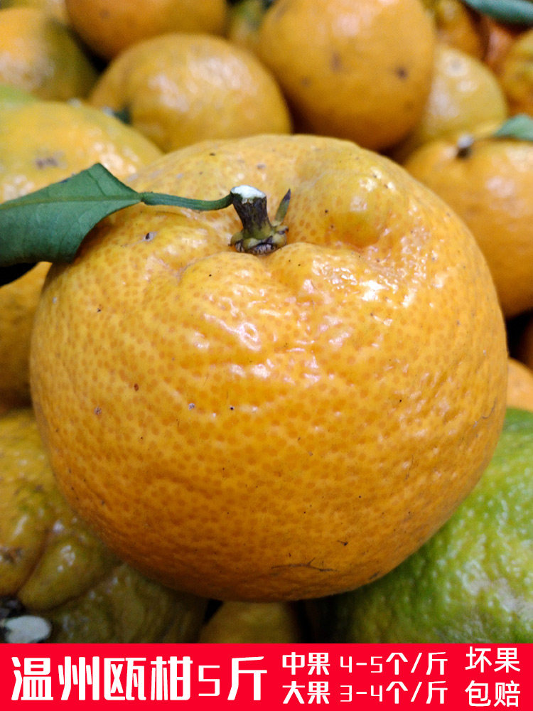 温州瓯柑5斤 特产苦桔子苦柑农家应季新鲜水果橙降火瓯柑包邮10沃