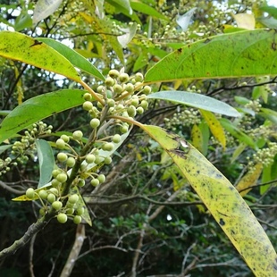 木姜子种子3种籽山苍子青皮树过山香野胡椒澄茄子沙海藤草种子