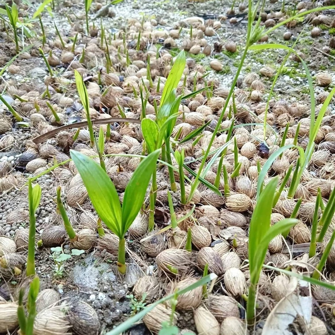 散尾葵种子大型绿植植物室内盆栽凤尾