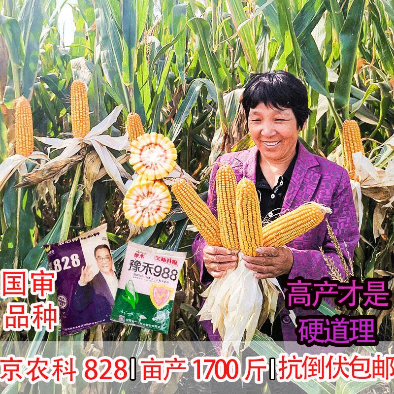 高产玉米种子大田杂交饲料玉米种籽早熟耐旱春秋季京农科828农业