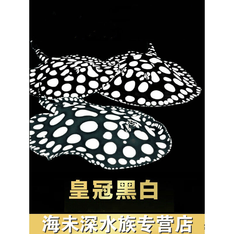 黑白魟鱼苗活体珍珠魟金龙鱼红龙鱼