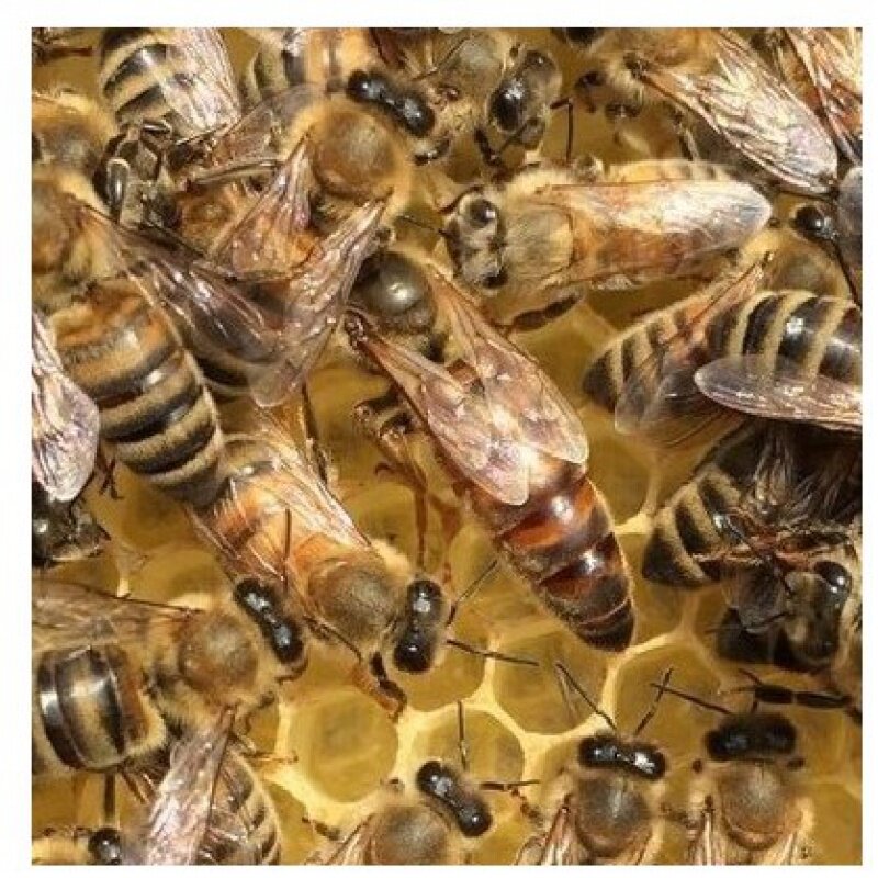 新款中蜂种蜂王中蜂活体产卵新开产王中蜂王活体处女中蜂王老王