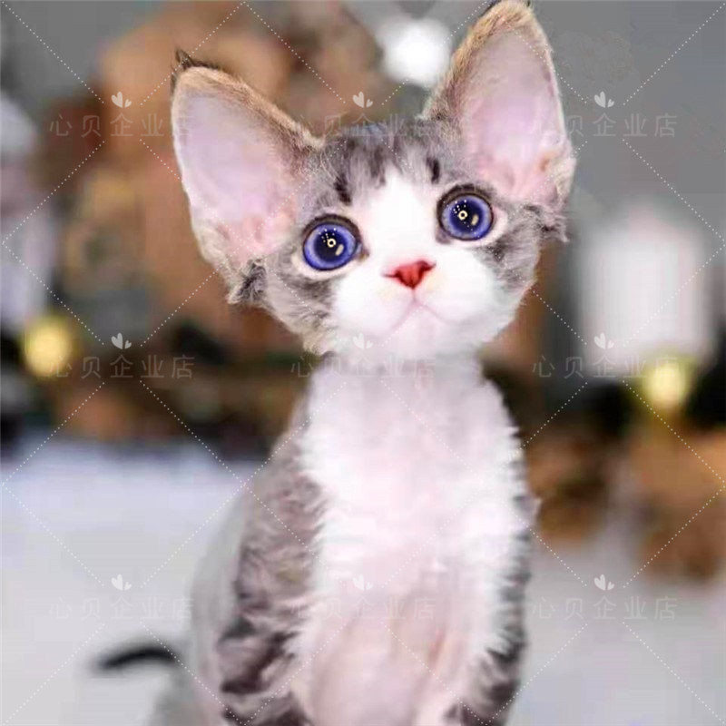 德文卷毛猫纯种幼猫黑色开脸虎斑猫活体科尼斯宠物猫帝王猫小奶猫