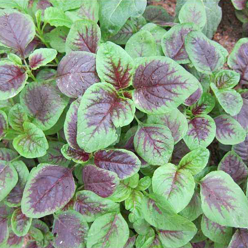 红苋菜种子 莕菜 菜籽 易活室外室内阳台种盆栽蔬菜种子 一袋30粒