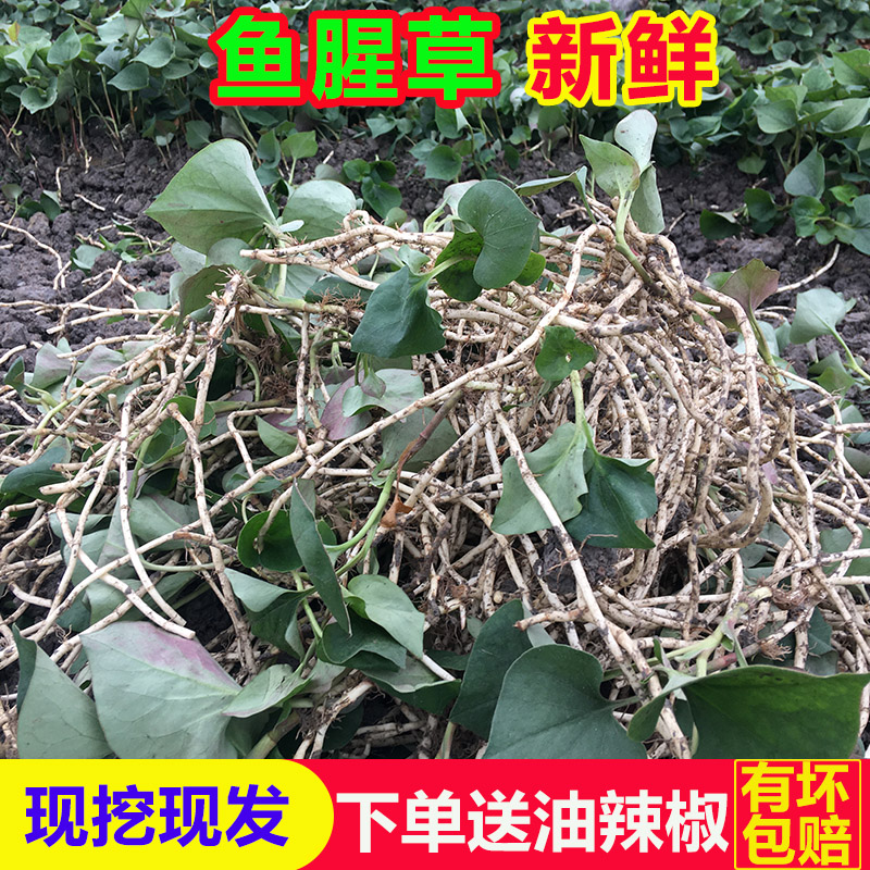 鱼腥草新鲜折耳根叶连根嫩根嫩叶猪鼻孔凉拌煲汤四川农家自种蔬菜在类目 水产肉类/新鲜蔬果/熟食, 新鲜蔬菜/蔬菜制品, 新鲜蔬菜, 其它中 - 来自Buy2taobao.com提供专业的淘宝代购服务
