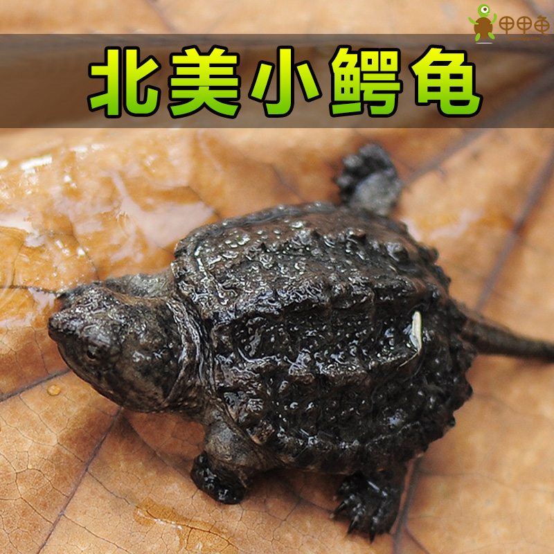 鄂龟_甲甲龟鳄龟苗 佛鳄龟北美小鳄龟杂佛鳄龟活体宠物龟水生肉食龟凶