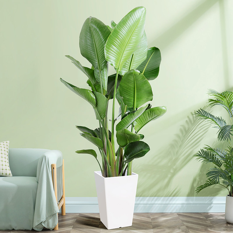 天堂鸟盆栽室内大型绿色植物鹤望兰北欧客厅净化空气吸甲醛防辐射