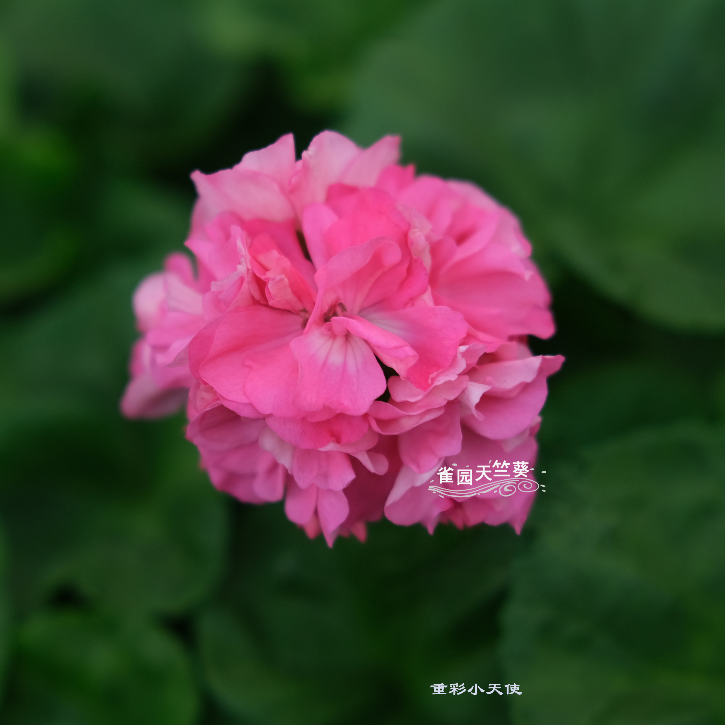 天竺葵最好看的品种(天竺葵最好看的品种和价钱) - 123植物网