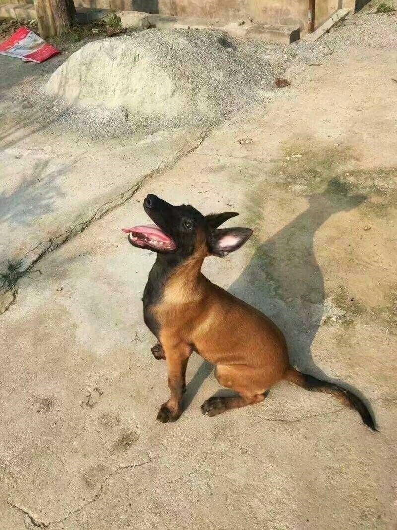 狗活幼体马犬幼犬马犬警犬纯种比利时马犬出售黑红家养马犬幼犬狼在类目 宠物/宠物食品及用品, 兔类及其用品, 兔中 - 来自Buy2taobao.com提供专业的淘宝代购服务