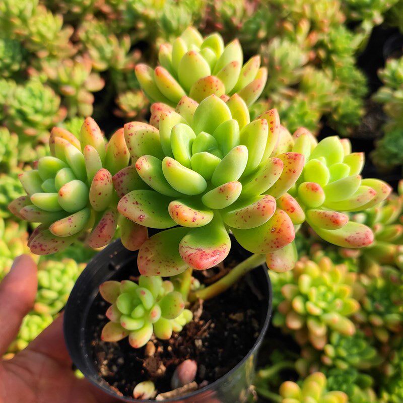 香格里拉大群生老桩多肉植物花卉盆栽促销爆款满包邮