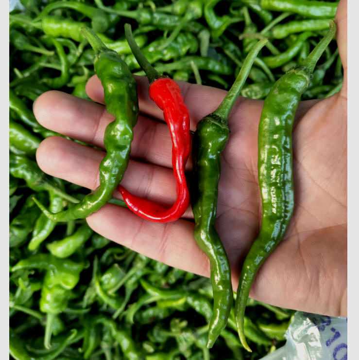 本地土辣椒