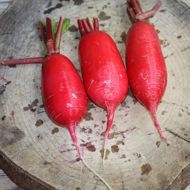 Sichuan specialty Redskins radish fresh Redskins Plain boiled pork Radish pickled cabbage Rouge Radish 5in the Aquatic meat/Fresh fruits and vegetables/Cooked , Fresh vegetables/Vegetable products , Fresh vegetables , radish category - from Buy2taobao.com to provide professional Taobao agent buy service