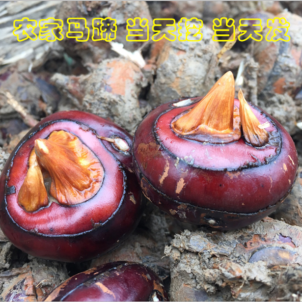 马蹄果和荸荠读音_马蹄又叫荸荠怎么读音_马蹄果和荸荠区别