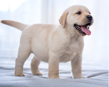 纯种拉布拉多幼犬中型犬短毛导盲犬聪明家养真狗活幼体宠物小狗狗