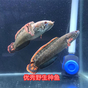 雷龙鱼巧克力雷龙巧克力七彩雷龙鳢科鱼淡水鱼观赏鱼中小型