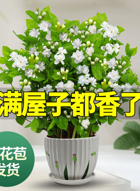 茉莉花盆栽春夏广州发货基地直销