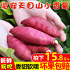 临安天目山小香薯5斤黄心板栗迷你拇指番薯新鲜蔬菜农家种植地瓜 临安天目山小香薯5斤黄心板栗迷你拇指番薯新鲜蔬菜农家种植地瓜
