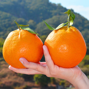 四川春见耙耙柑10斤粑粑柑新鲜水果蜜柑桔子大果整箱包邮丑橘子5