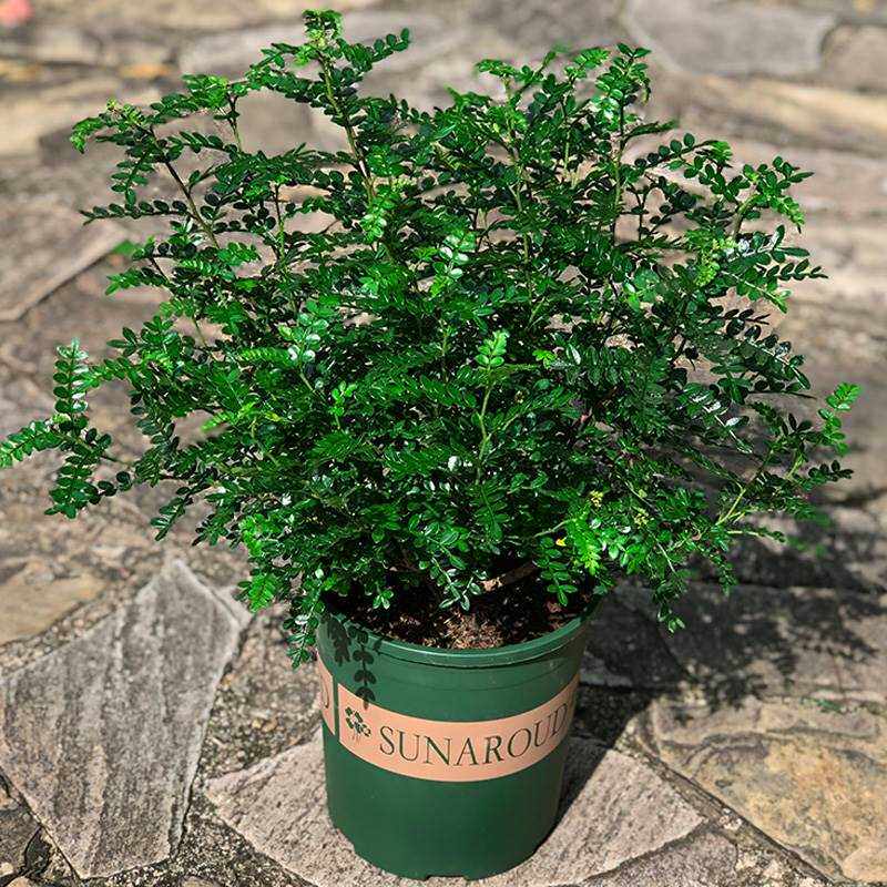 驱蚊草植物室外